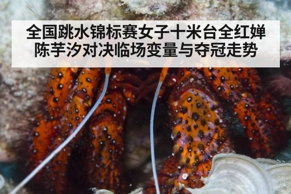 全国跳水锦标赛女子十米台全红婵陈芋汐对决临场变量与夺冠走势